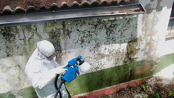 Trusted Basement Mold Remediation service in Sea Girt, NJ - Cheap Mold Removal